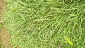 Compound Grass