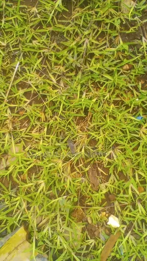 Compound Grass