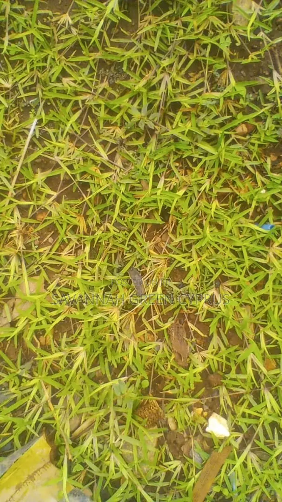 Compound Grass