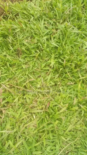 Compound Grass