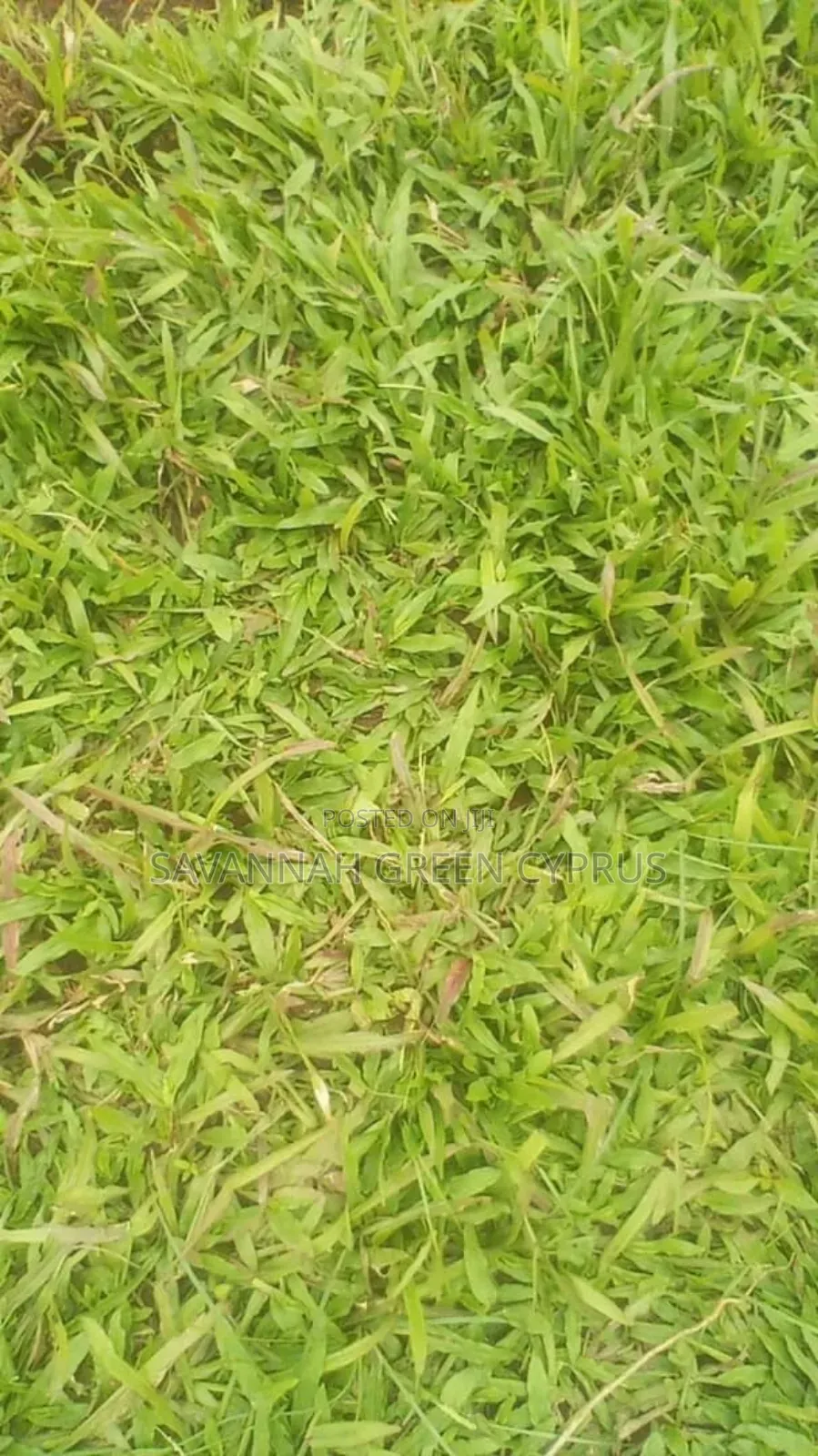 Compound Grass