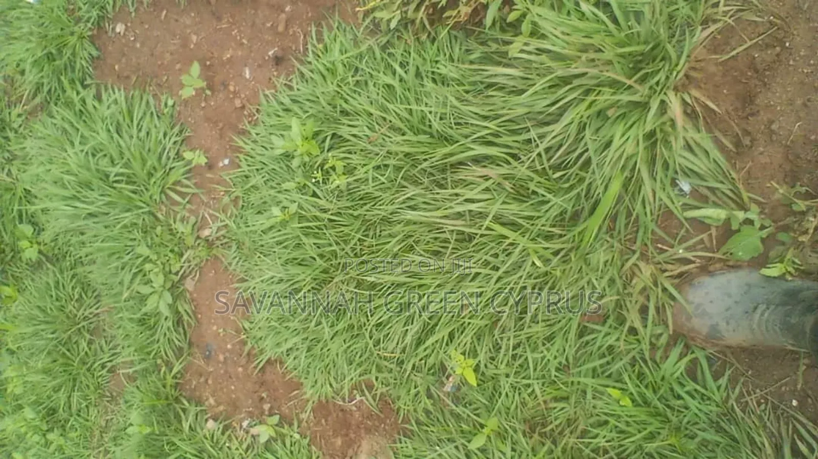 Compound Grass