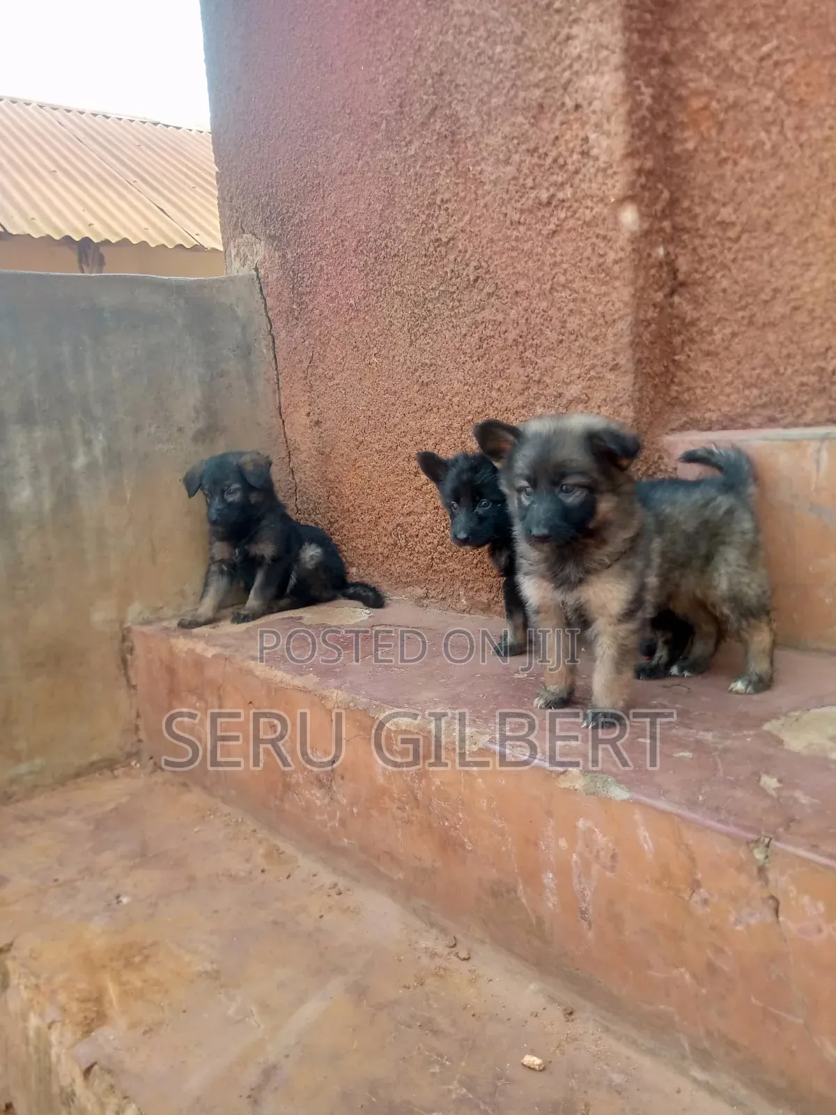 3-6 months Male Purebred German Shepherd
