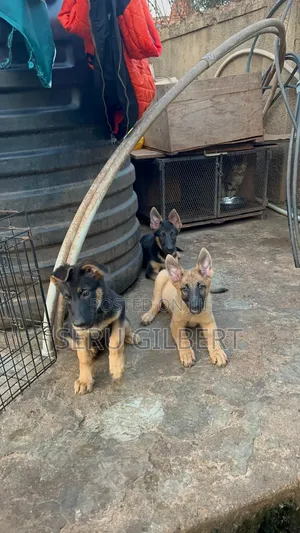 3-6 months Female Purebred German Shepherd