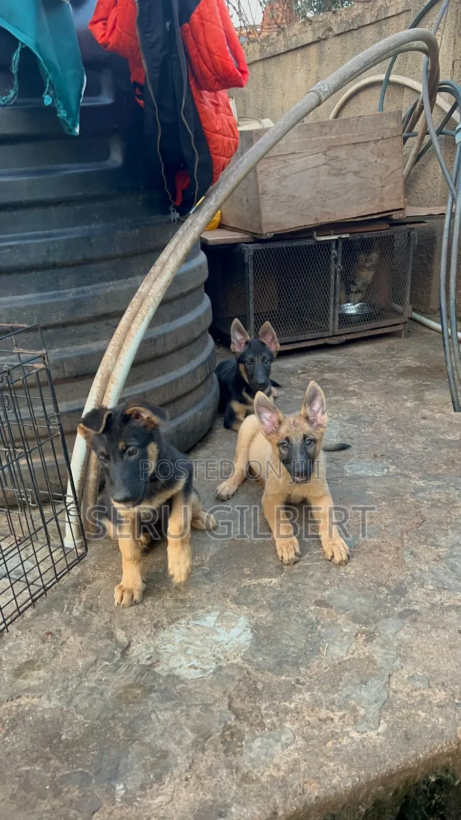 3-6 months Female Purebred German Shepherd