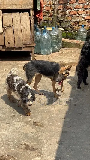 3-6 months Female Purebred German Shepherd
