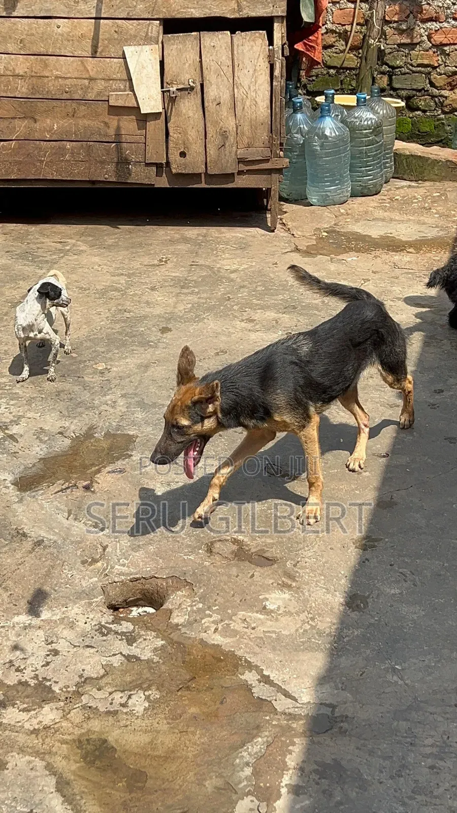 3-6 months Female Purebred German Shepherd