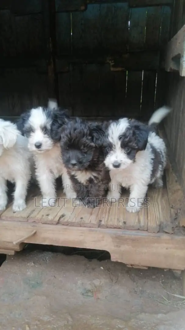 1-3 months Female Purebred Maltese