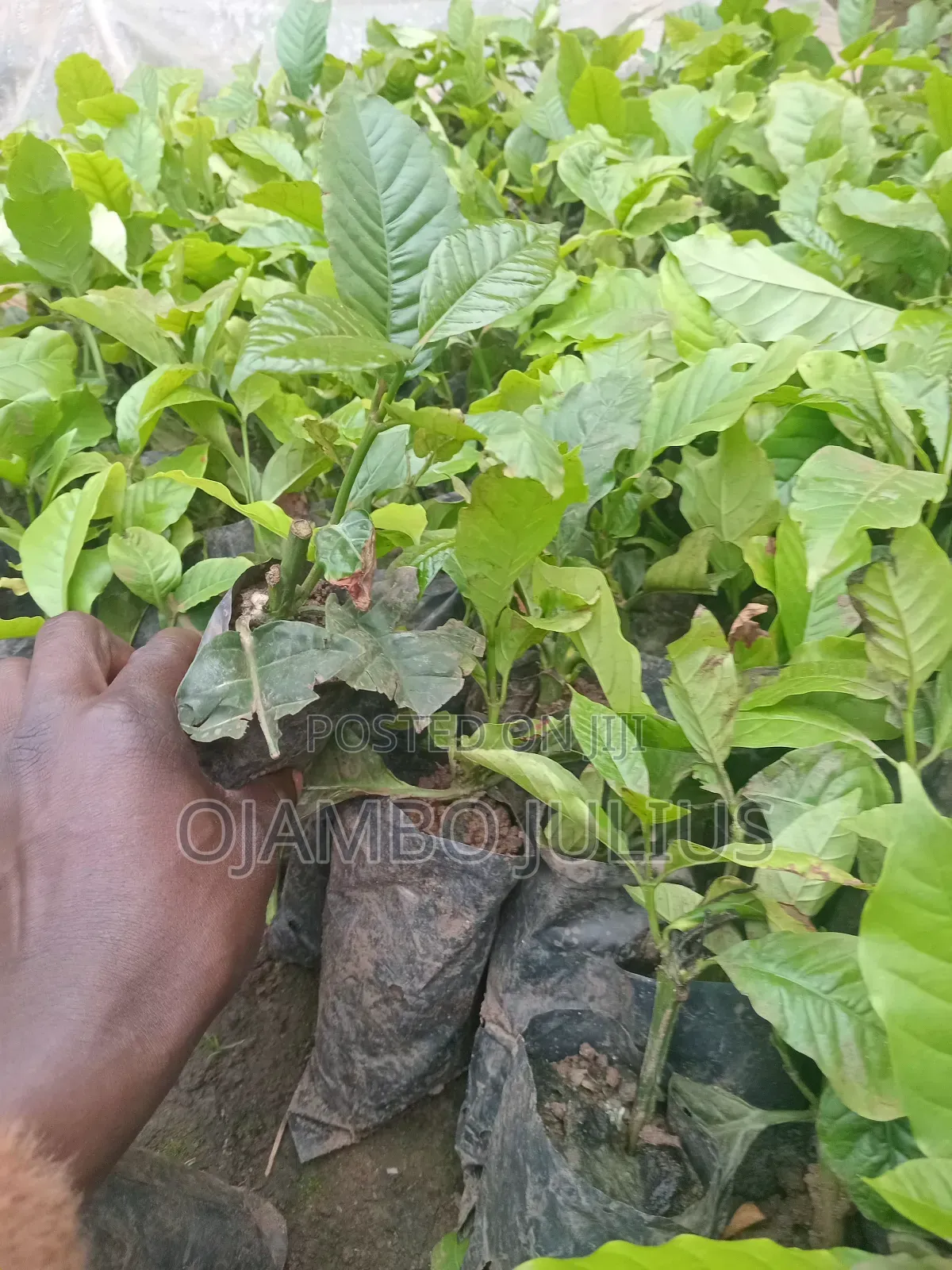 Coffee Cutting Robusta