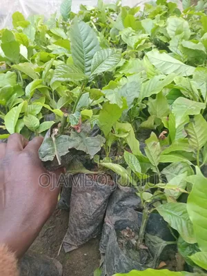 Coffee Cutting Robusta