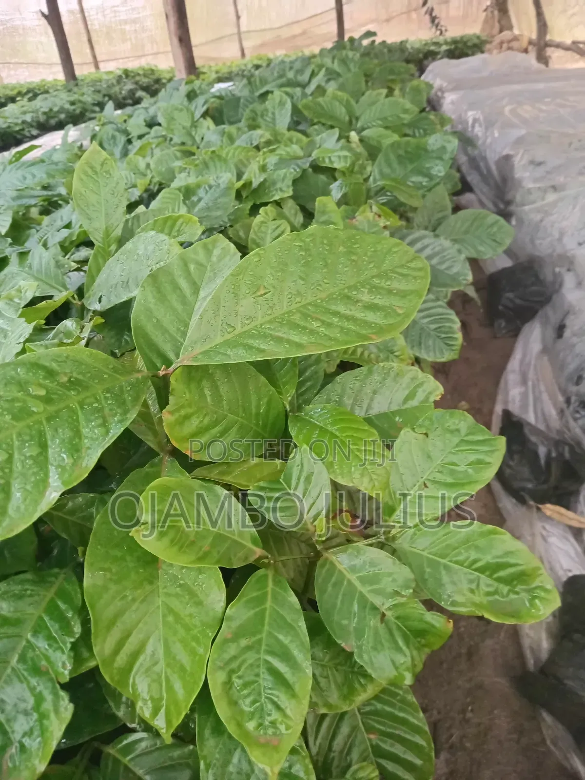 Coffee Cutting Robusta