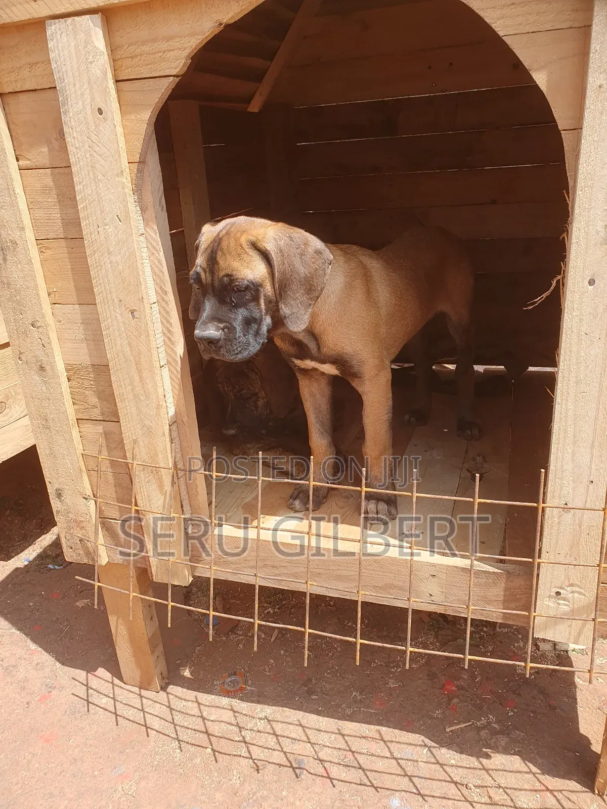 1-3 months Male Purebred Boerboel