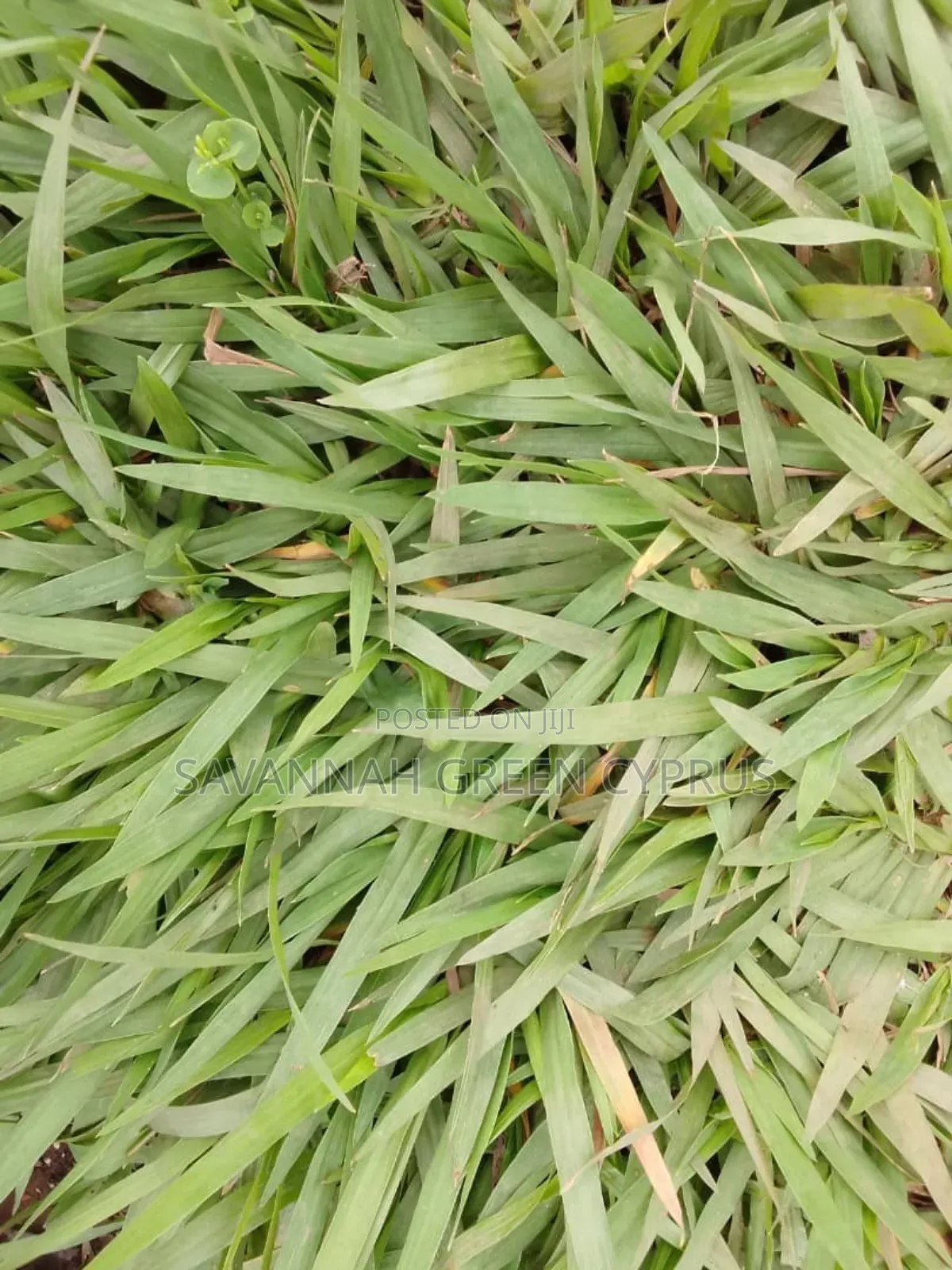 Compound Grass