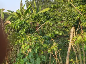 Farmland on Sale Located in Kyegegwa