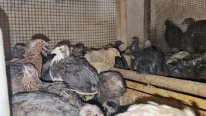 Quails Mature