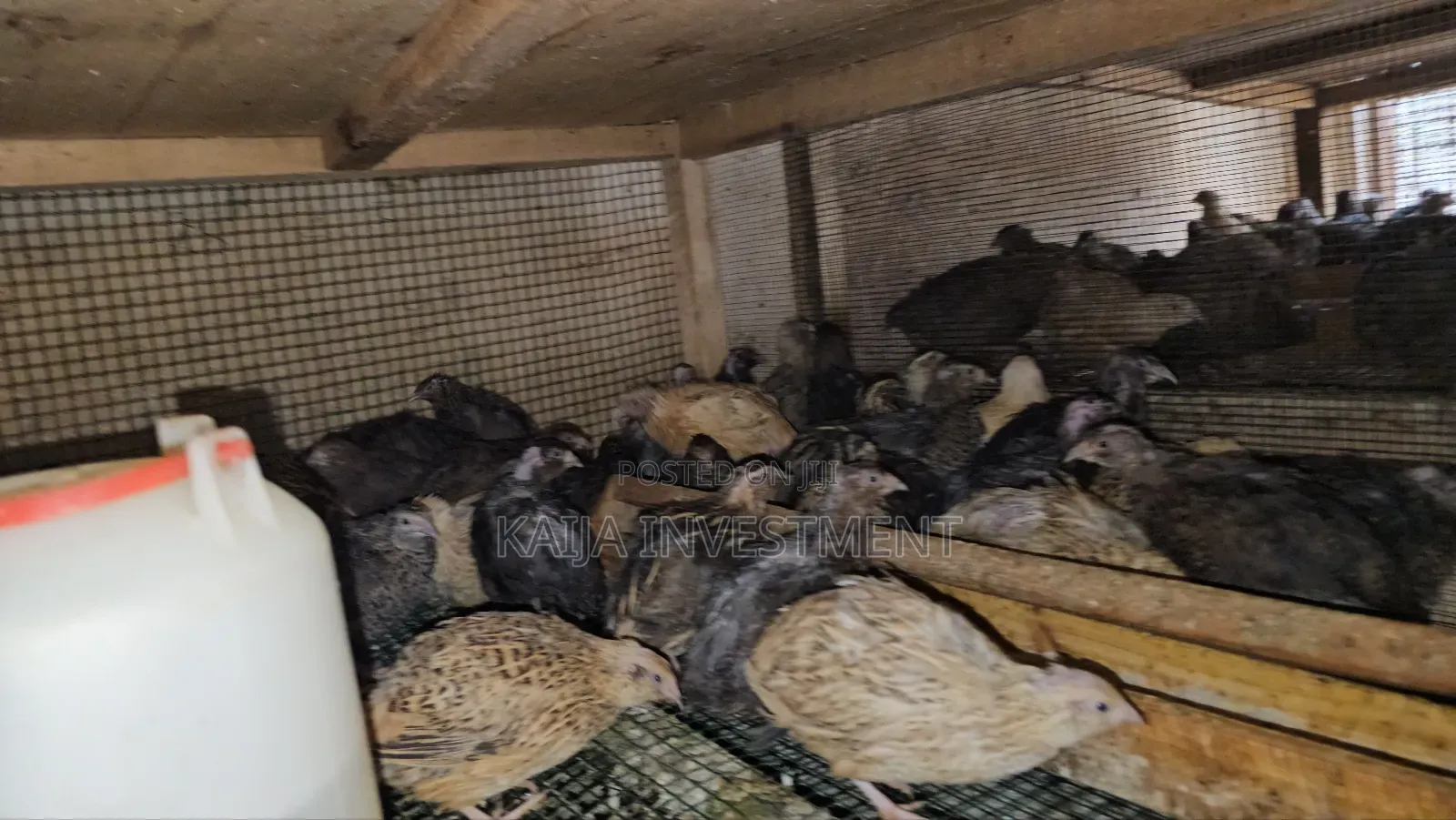 Quails Mature