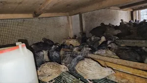 Quails Mature