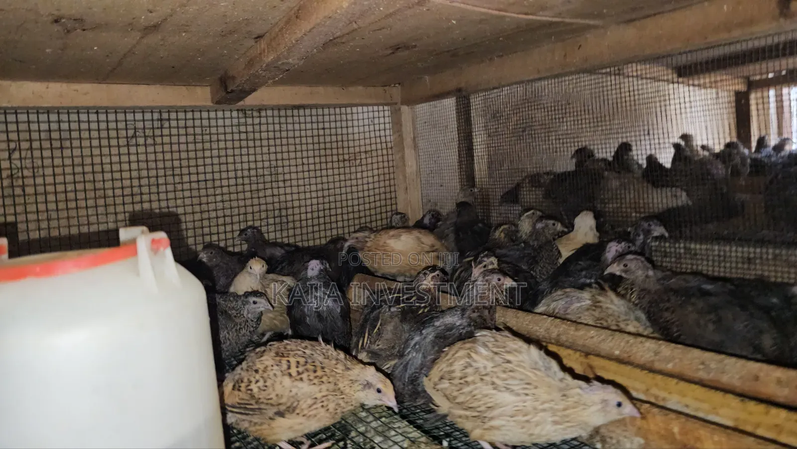 Quails Mature