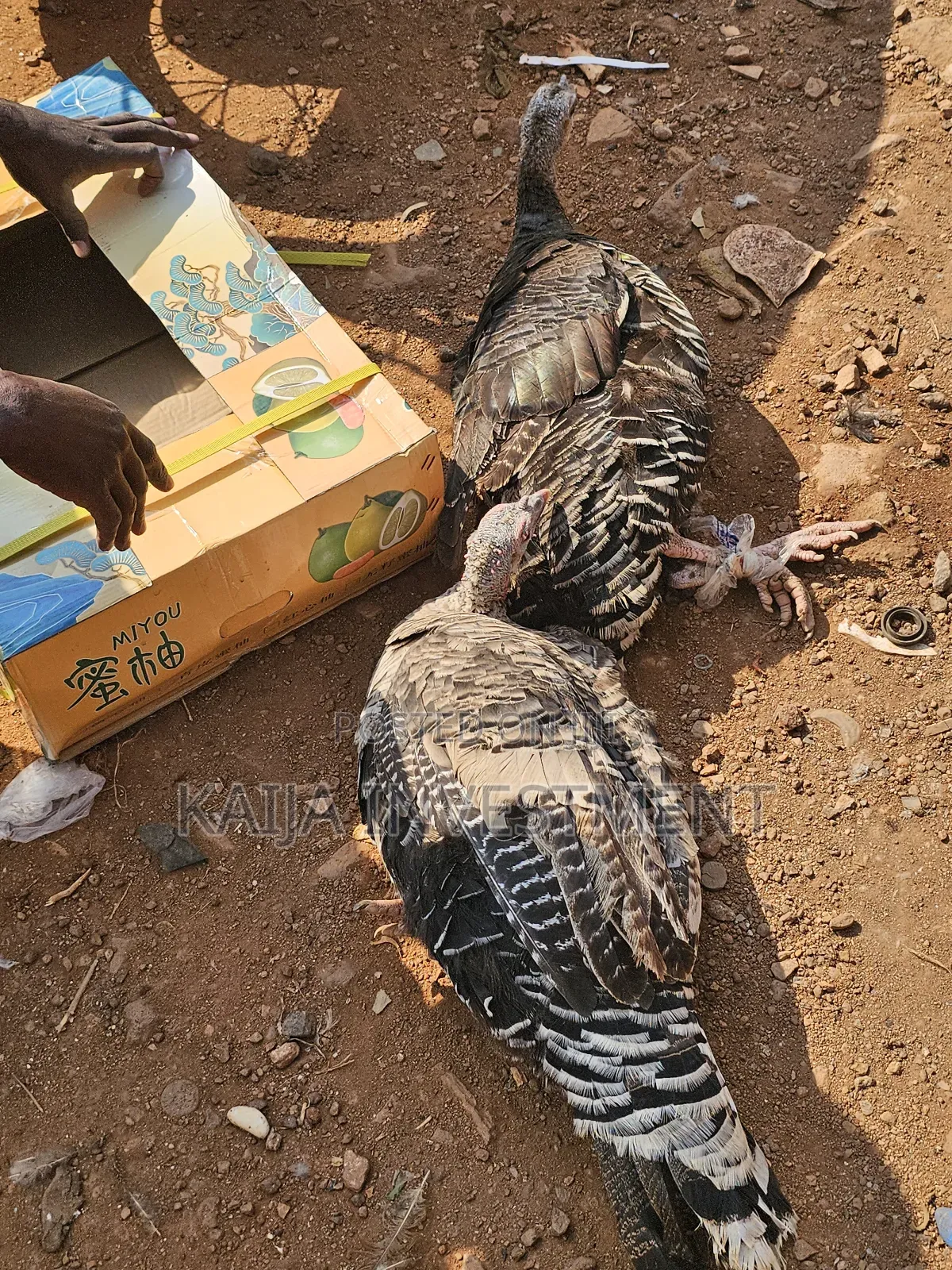 3 Mature Turkey Female Package