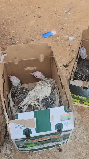 3 Mature Turkey Female Package