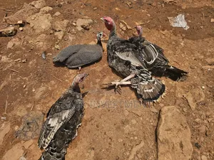 3 Mature Turkey Female Package
