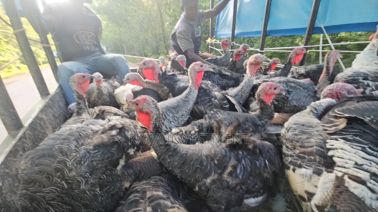 3 Mature Turkey Female Package