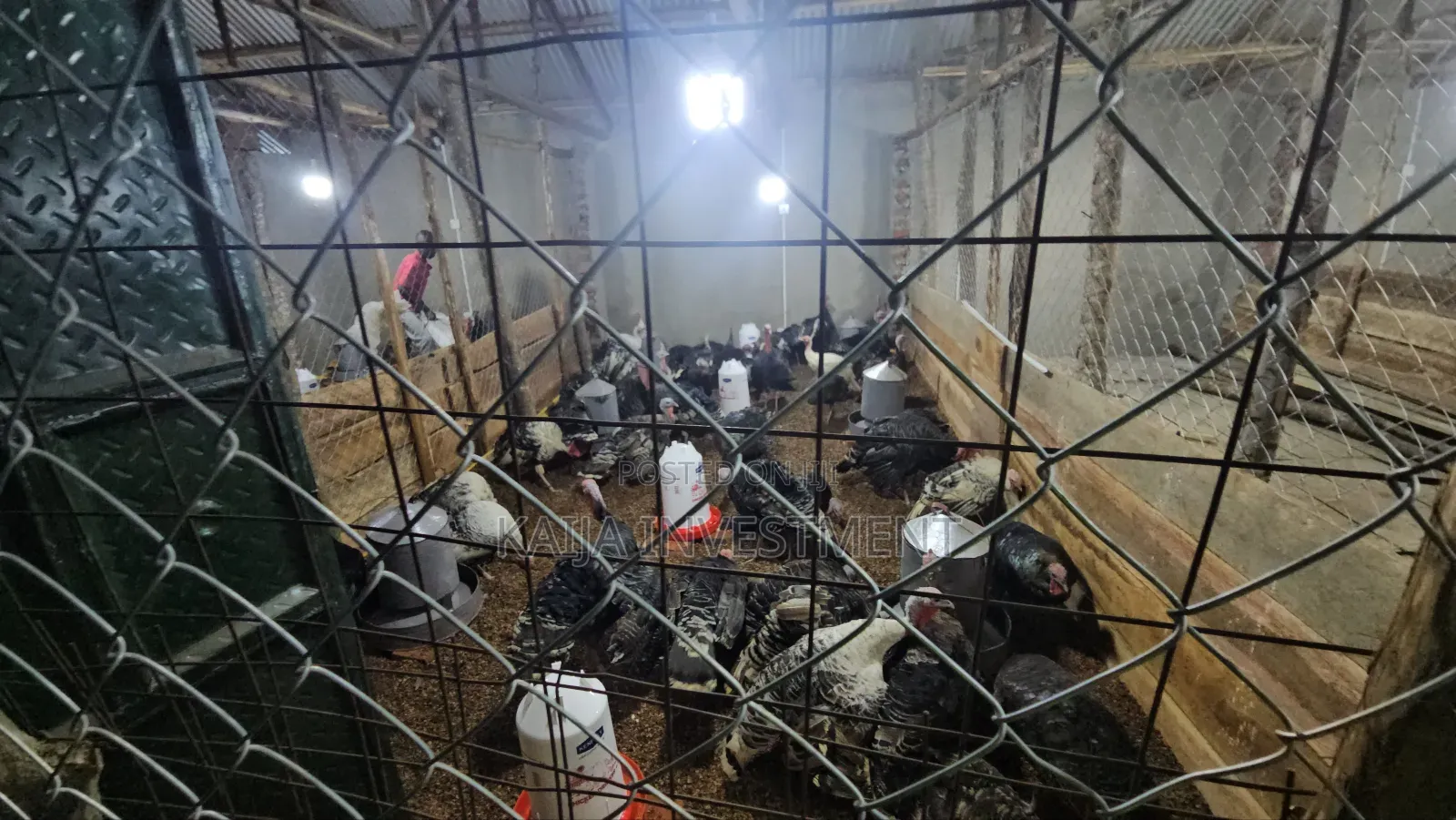 3 Mature Turkey Female Package