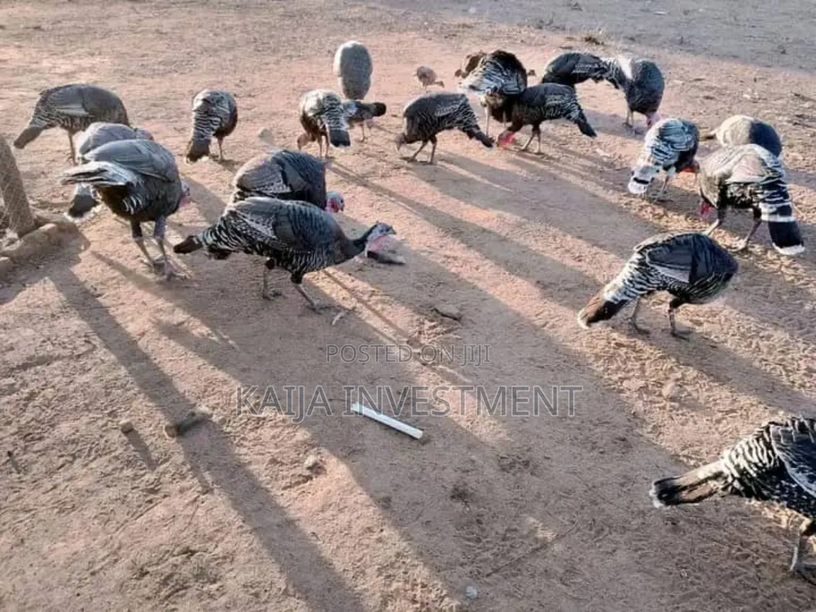 3 Mature Turkey Female Package
