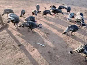 3 Mature Turkey Female Package