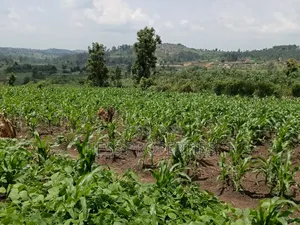 Agricultural Land on Sale Located in Kyegegwa District