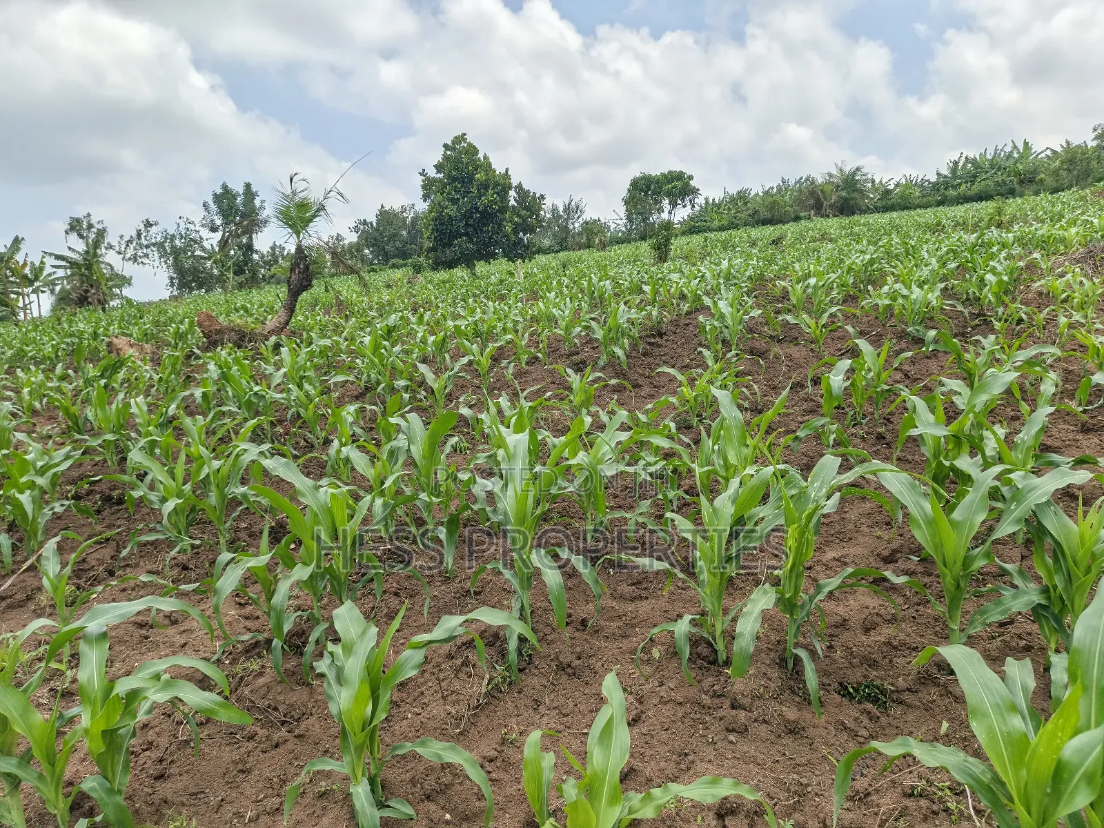Agricultural Land on Sale Located in Kyegegwa District