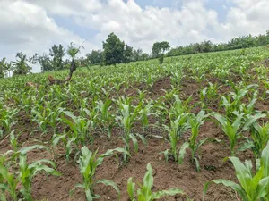 Agricultural Land on Sale Located in Kyegegwa District