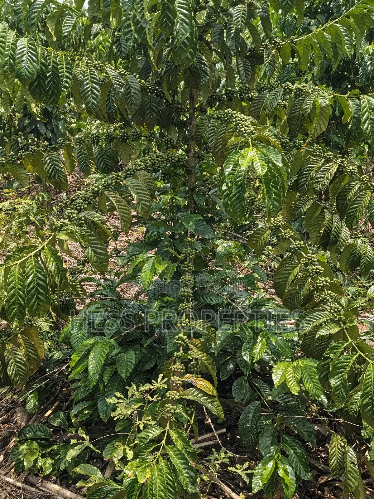 Agricultural Land on Sale Located in Kyegegwa District
