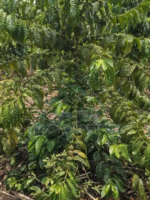 Agricultural Land on Sale Located in Kyegegwa District
