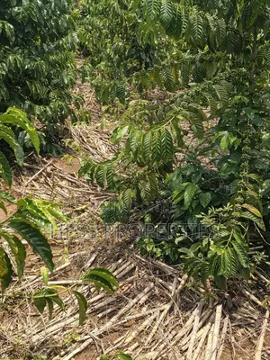 Agricultural Land on Sale Located in Kyegegwa District