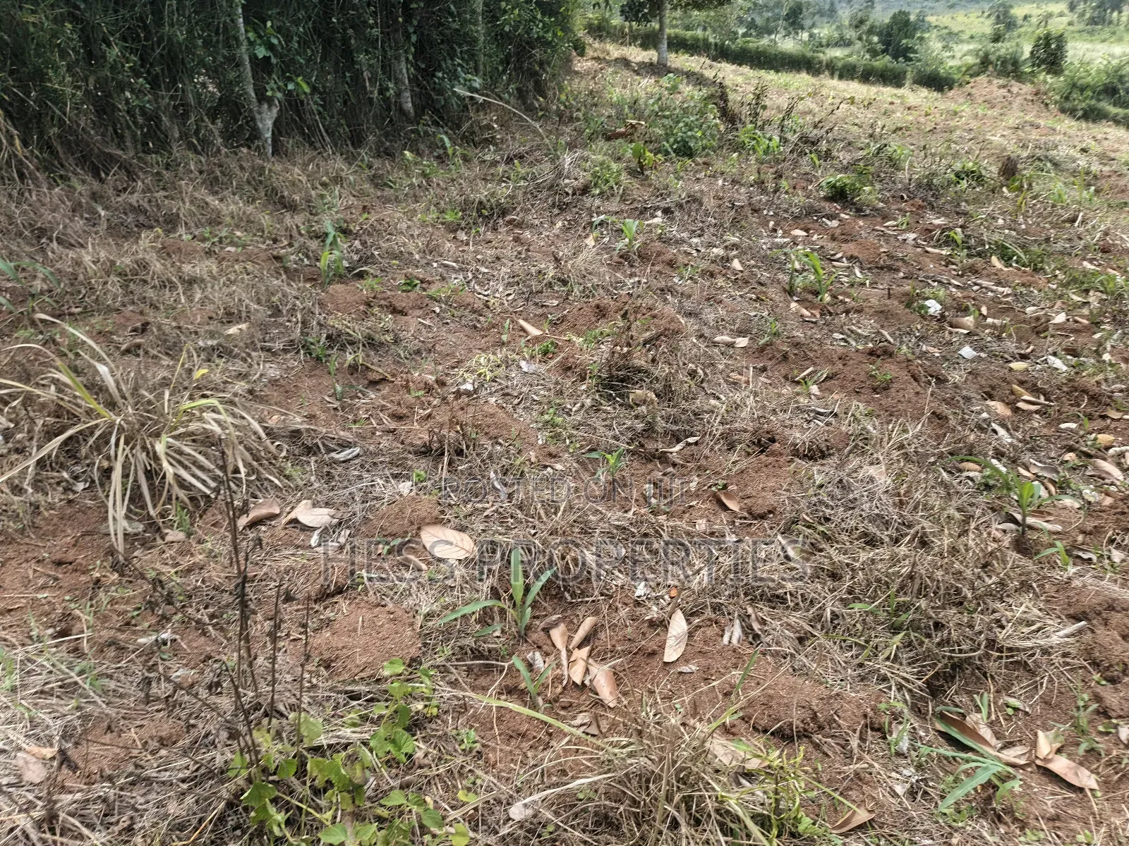 Agricultural Land on Sale Located in Kyegegwa District