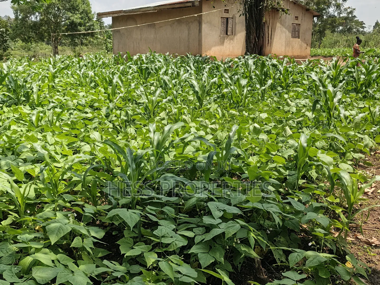 Agricultural Land on Sale Located in Kyegegwa District