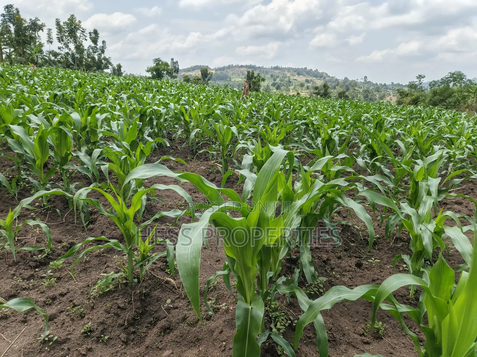 Agricultural Land on Sale Located in Kyegegwa District