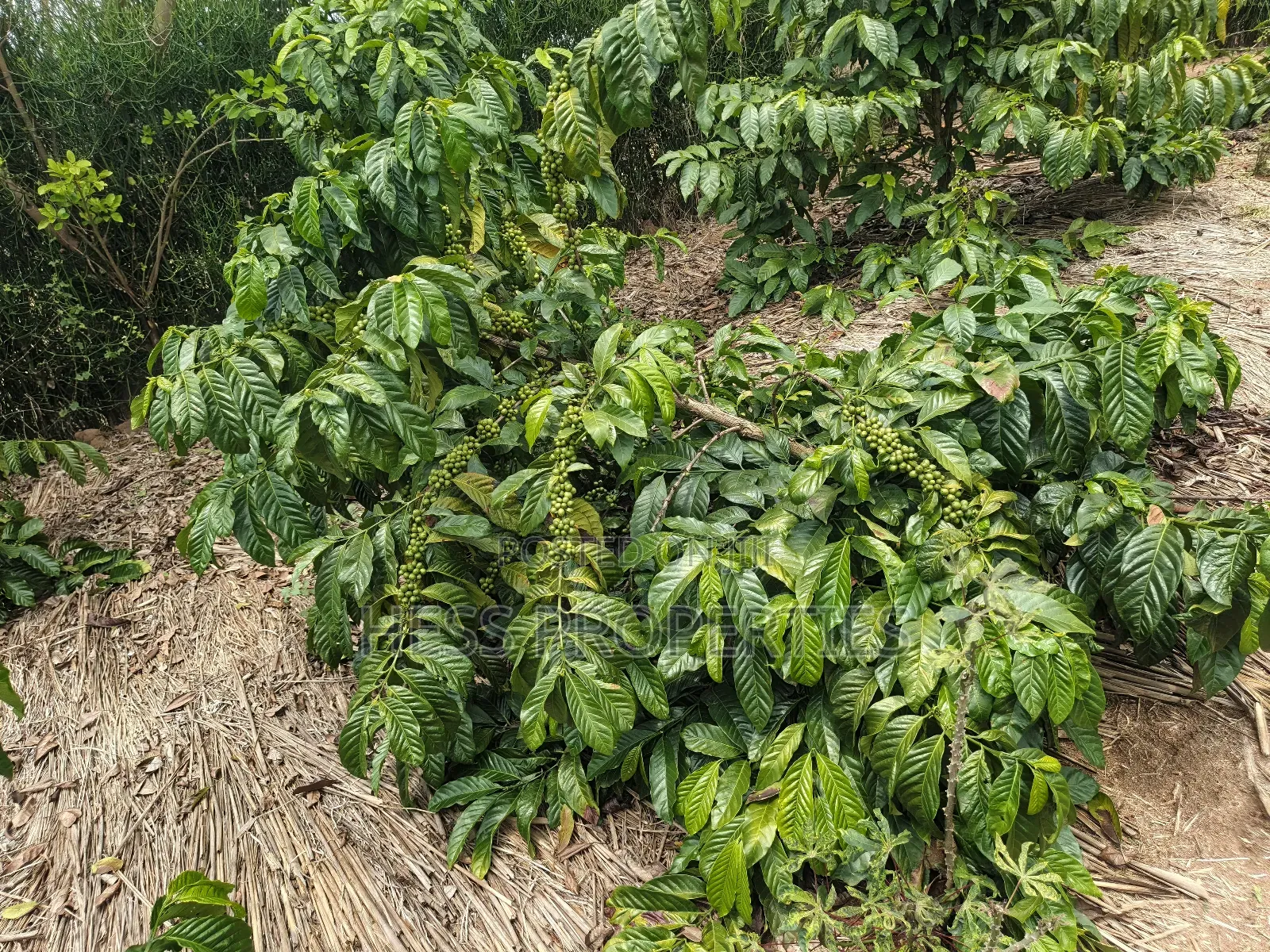 Agricultural Land on Sale Located in Kyegegwa District