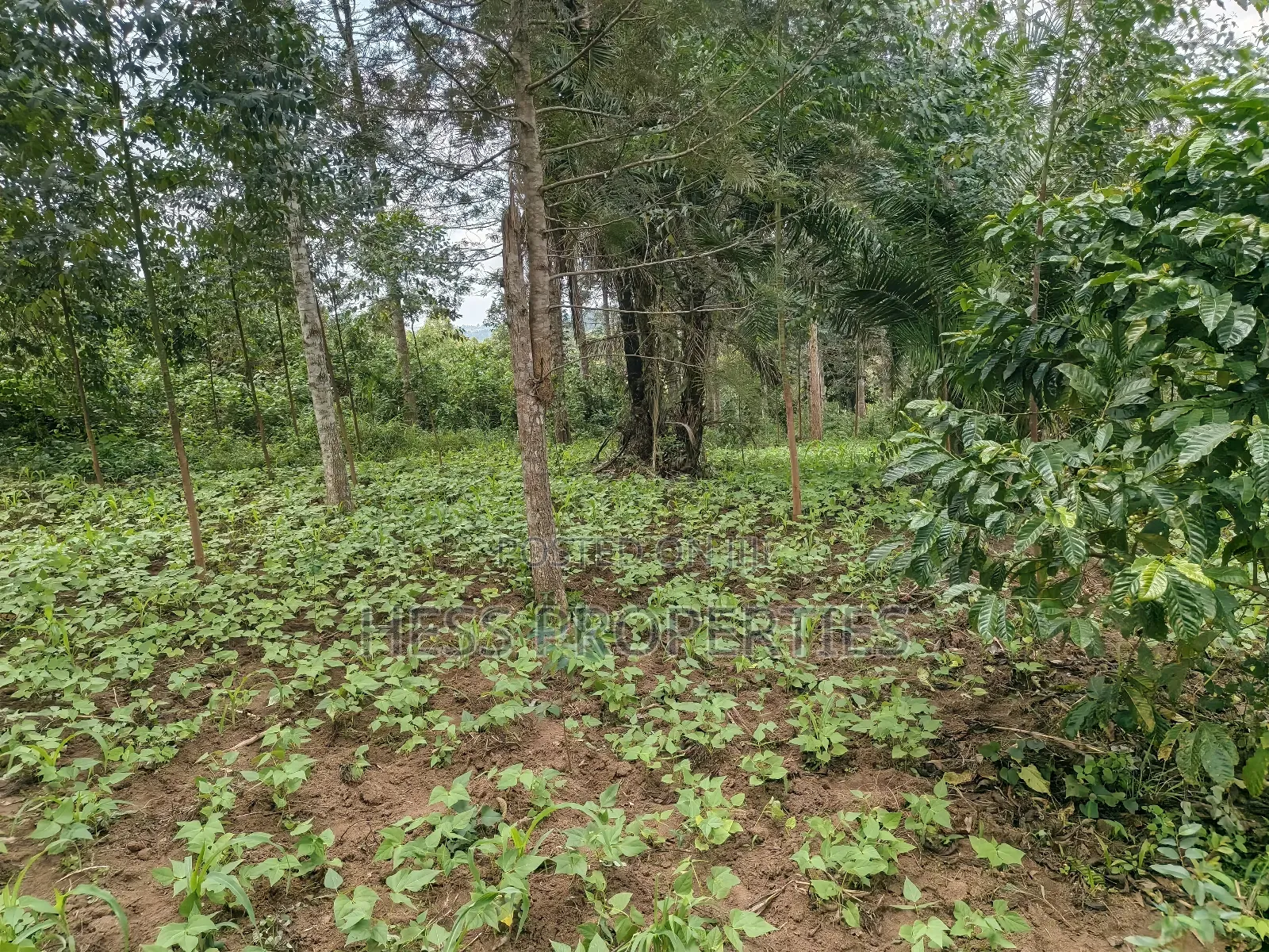 Agricultural Land on Sale Located in Kyegegwa District
