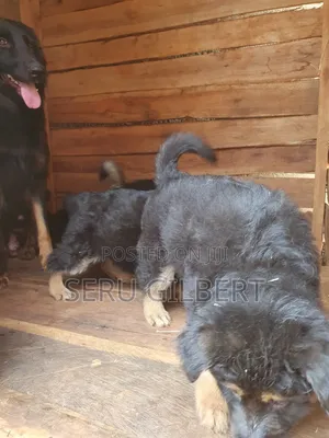 1-3 months Male Purebred German Shepherd
