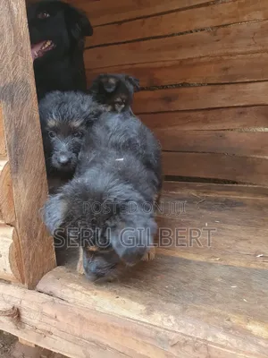 1-3 months Male Purebred German Shepherd