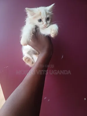 0-1 month Male Purebred American Shorthair