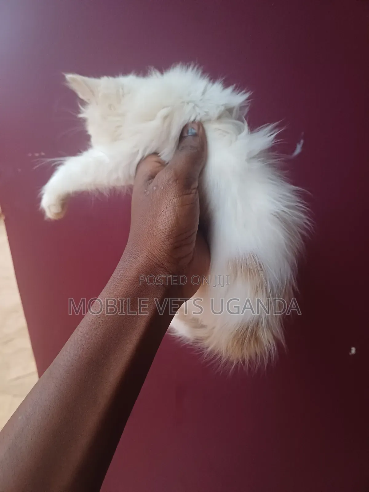 0-1 month Female Purebred British Shorthair