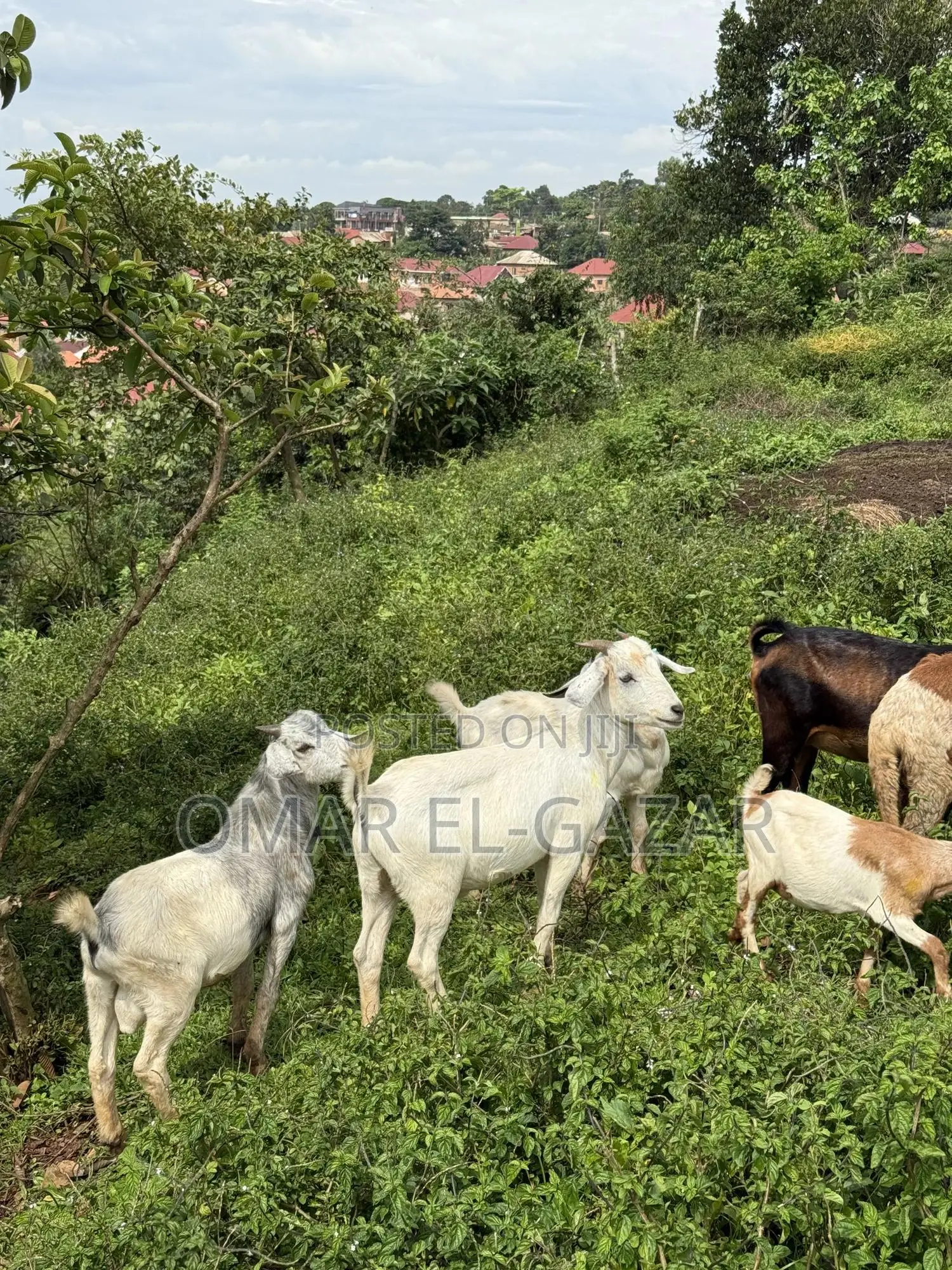 Goats And Sheep Good Price