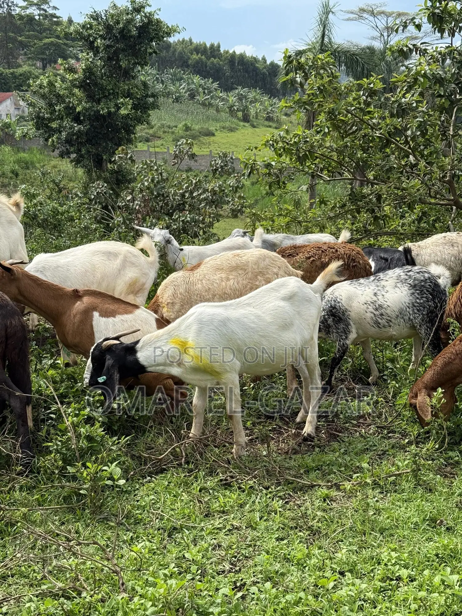 Goats And Sheep Good Price
