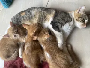 1-3 months Male Purebred Tabby