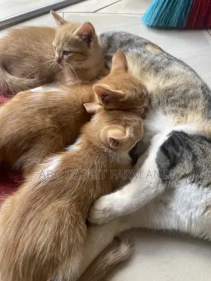 1-3 months Male Purebred Tabby