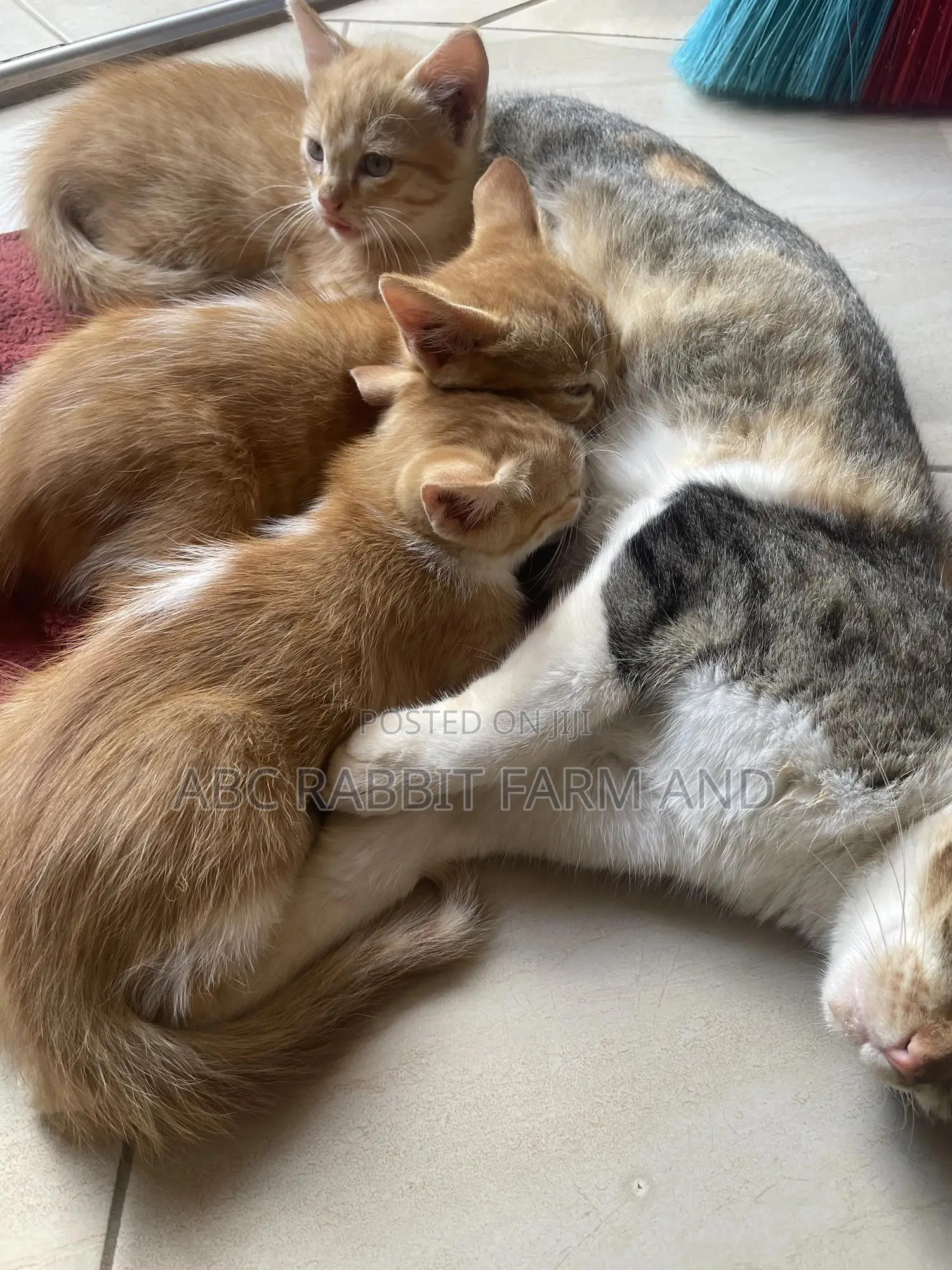 1-3 months Male Purebred Tabby