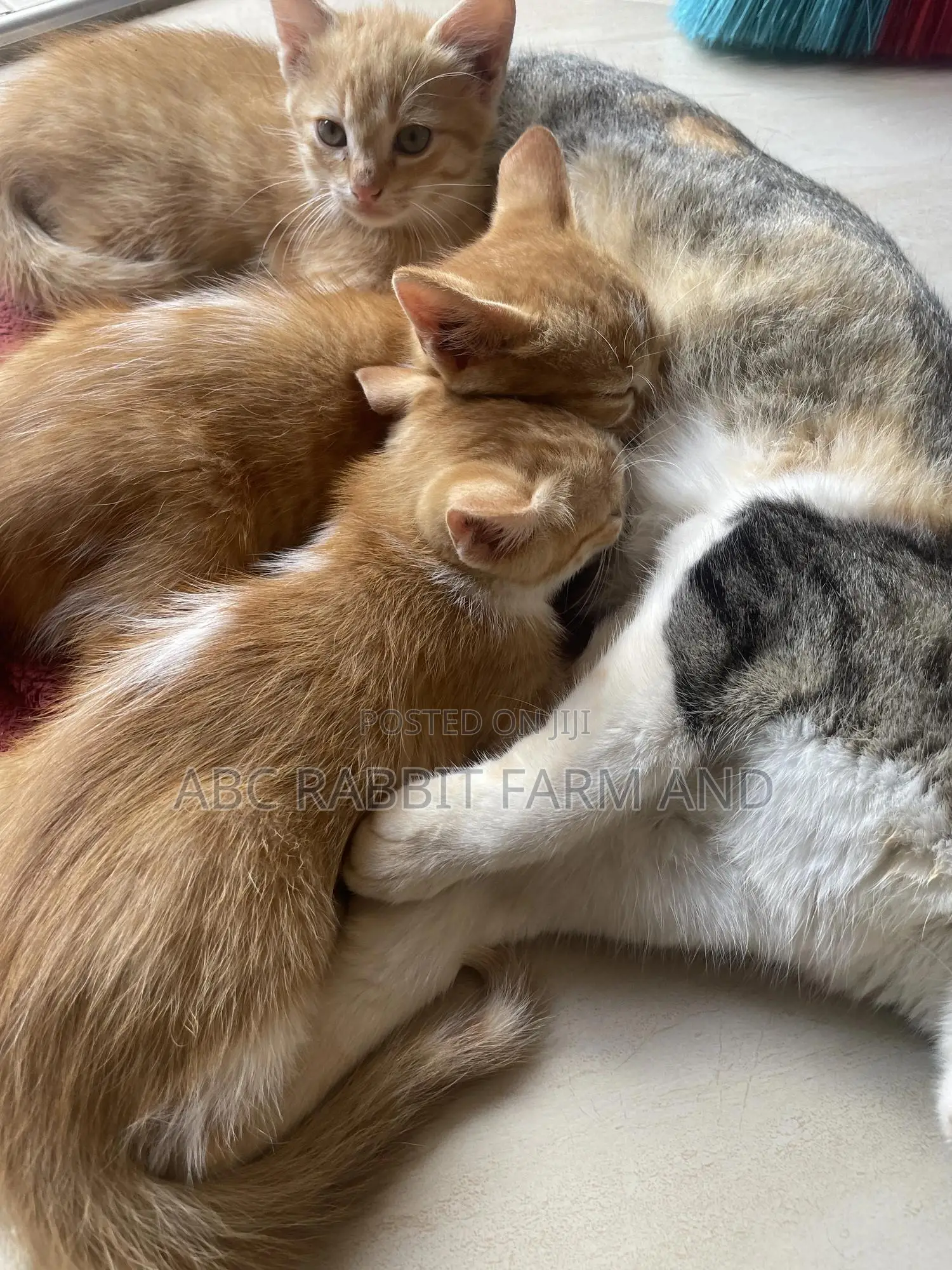 1-3 months Male Purebred Tabby